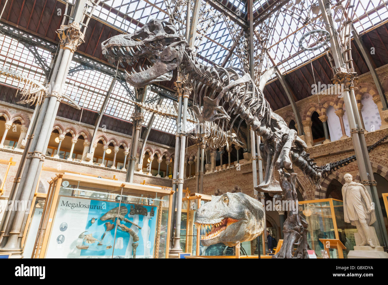 England, Oxfordshire, Oxford, Museum of Natural History, Anzeige der T-Rex Dinosaurier Stockfoto