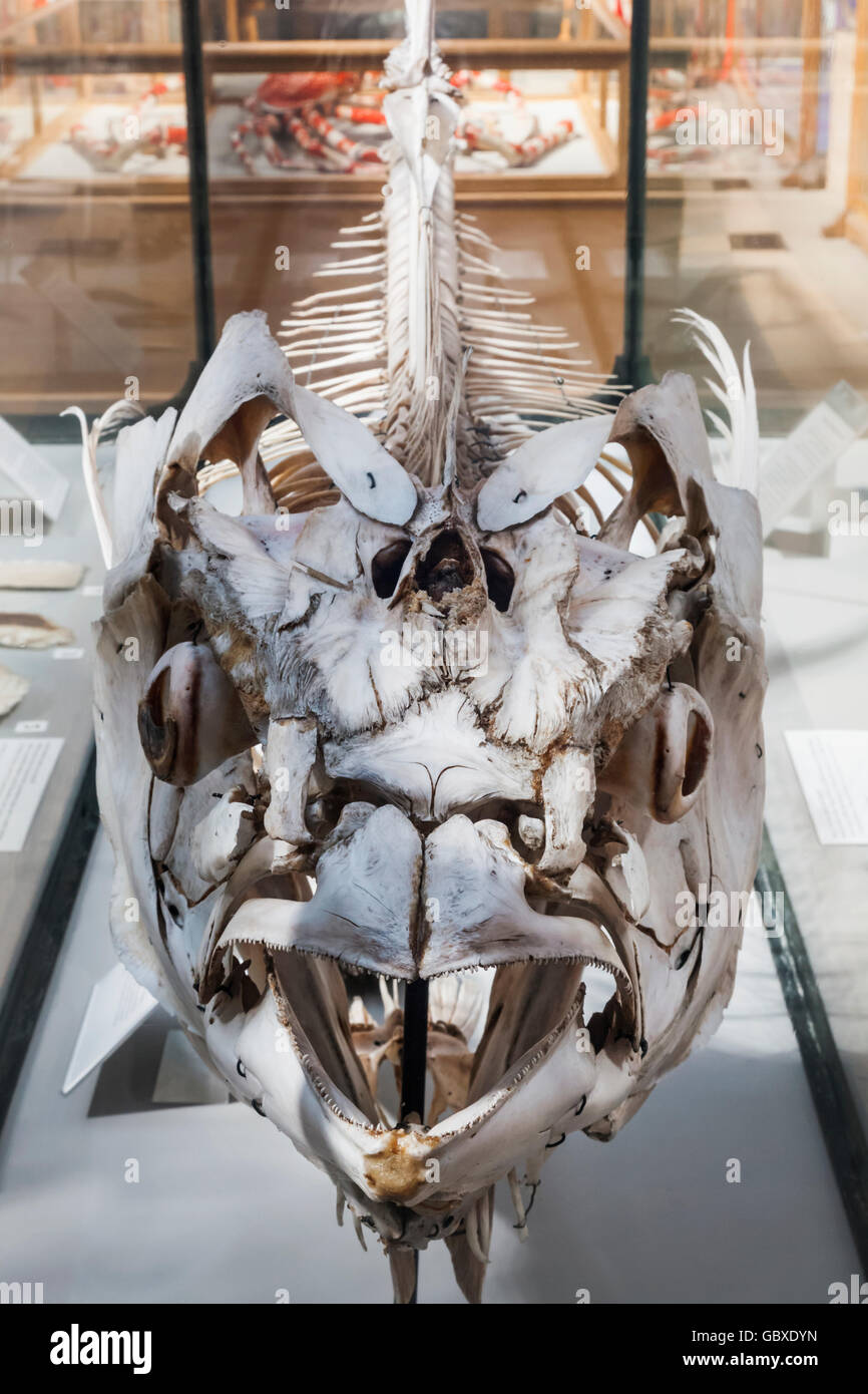 Museum of Natural History, Oxford, Oxfordshire, England Anzeige der Thunfisch-Skelett Stockfoto
