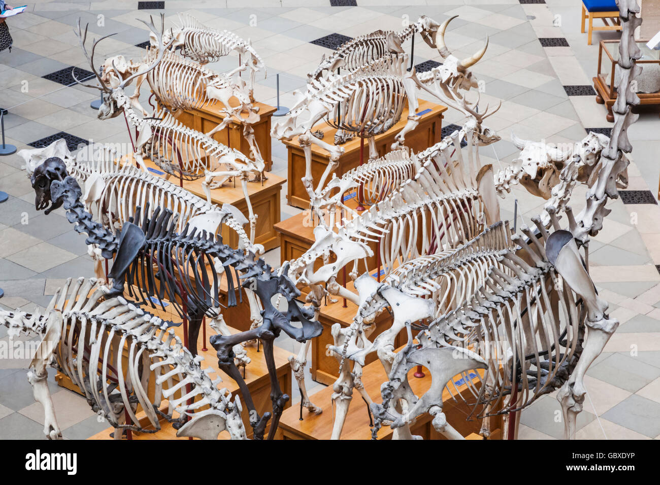 England, Oxfordshire, Oxford, Museum der Naturgeschichte, Anzeige der tierischen Skeletten Stockfoto