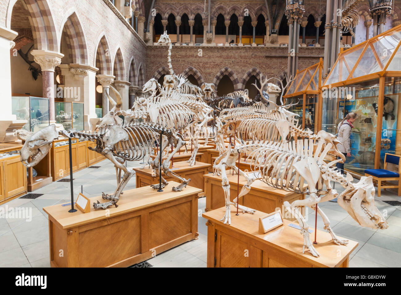 England, Oxfordshire, Oxford, Museum der Naturgeschichte, Anzeige der tierischen Skeletten Stockfoto