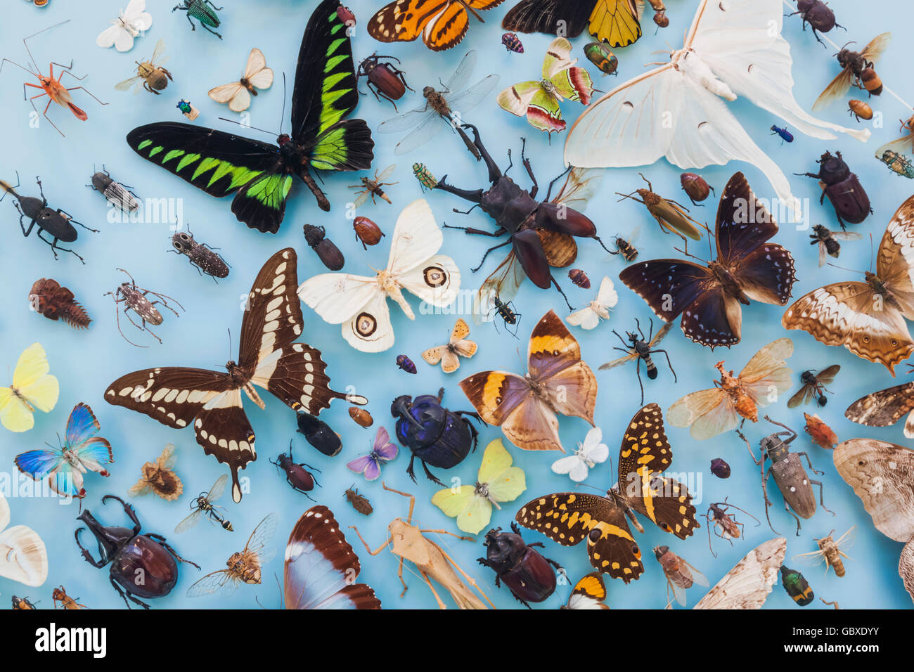 Museum of Natural History, Oxford, Oxfordshire, England Anzeigen von Insekten und Schmetterlinge Stockfoto