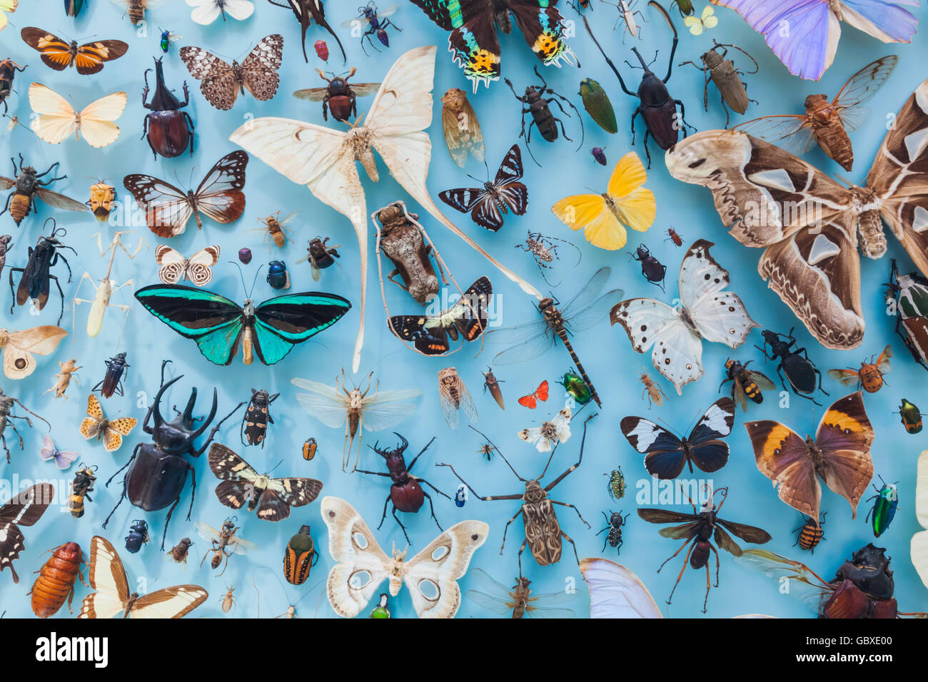 Museum of Natural History, Oxford, Oxfordshire, England Anzeigen von Insekten und Schmetterlinge Stockfoto