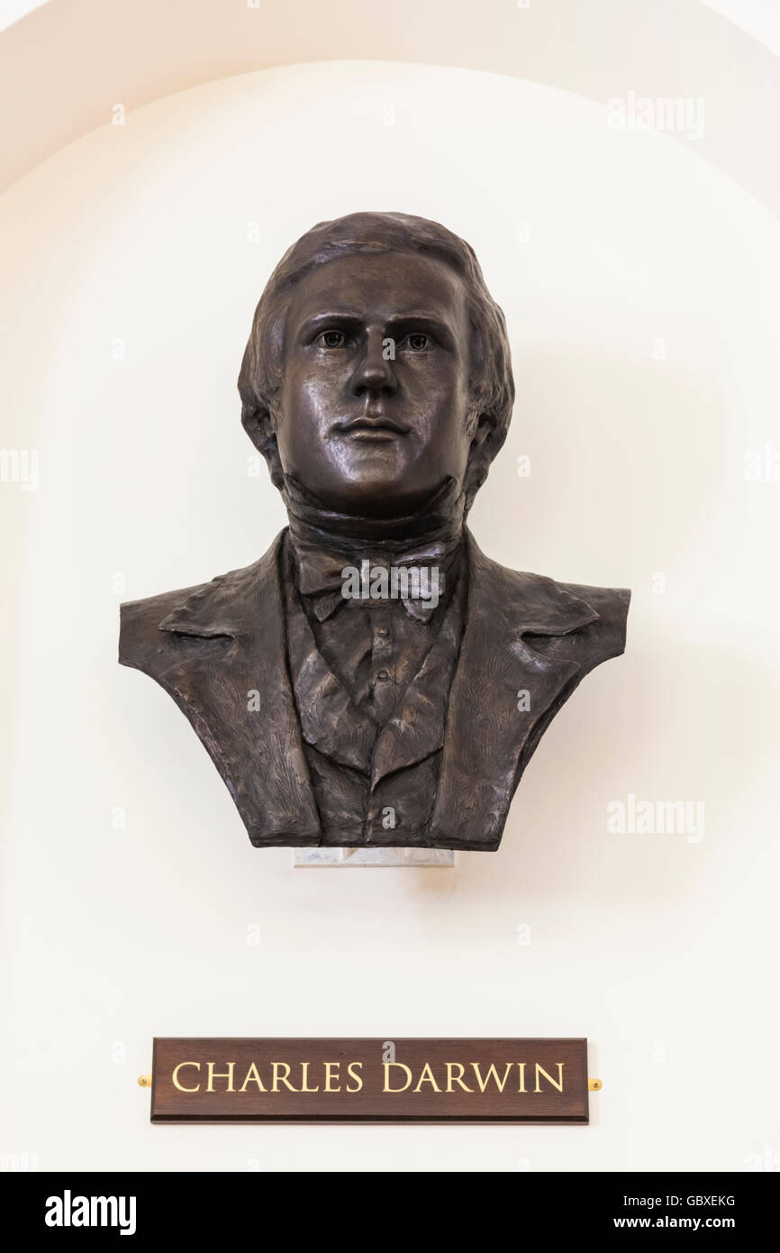 England, Cambridgeshire, Cambridge, Sedgwick Museum of Earth Sciences, Büste von Charles Darwin Stockfoto