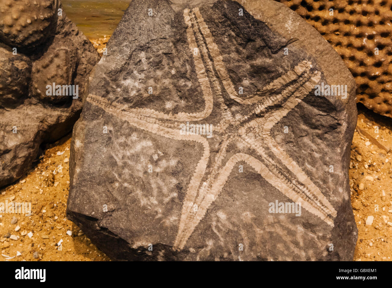 England, Cambridgeshire, Cambridge, Sedgwick Museum of Earth Sciences, Anzeige der Seestern fossilen Stockfoto