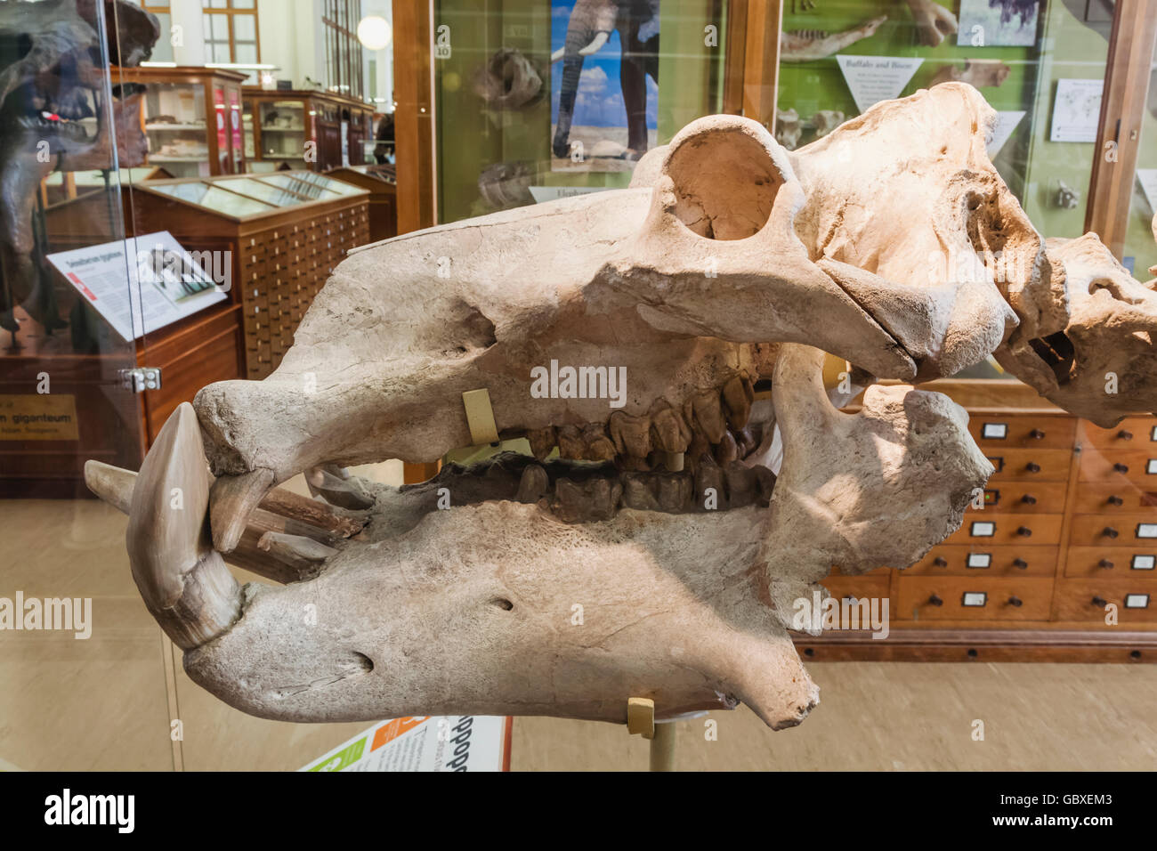 England, Cambridgeshire, Cambridge, Sedgwick Museum of Earth Sciences, Anzeige von Nilpferd Schädel Stockfoto