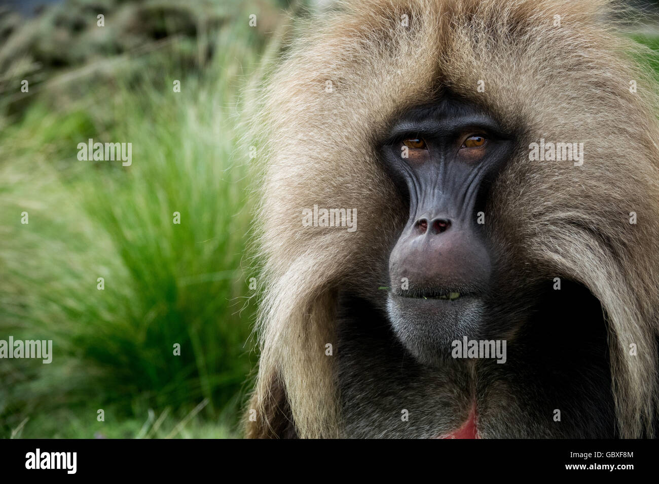 Eine Nahaufnahme einer Gelada, einem Primaten, der endemisch in der Simien-Gebirgsregion Äthiopiens ist Stockfoto