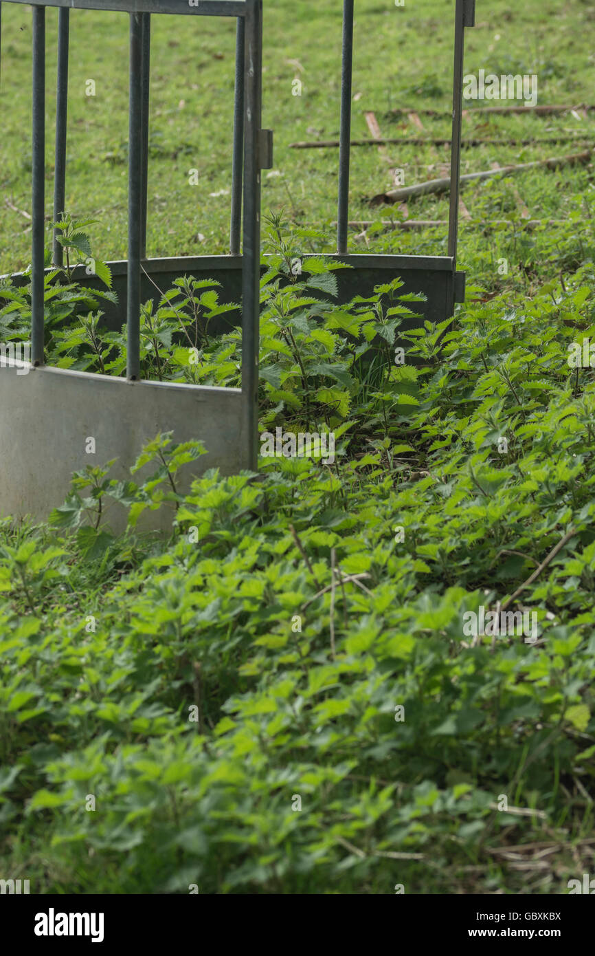 Bild von kreisförmigen Vieh Zubringer in Feld, durch Brennnesseln umgeben/Urtica dioica - ein Spinat ersetzen. Schmerzhafte Stachel Konzept, das Bett von Brennnesseln. Stockfoto