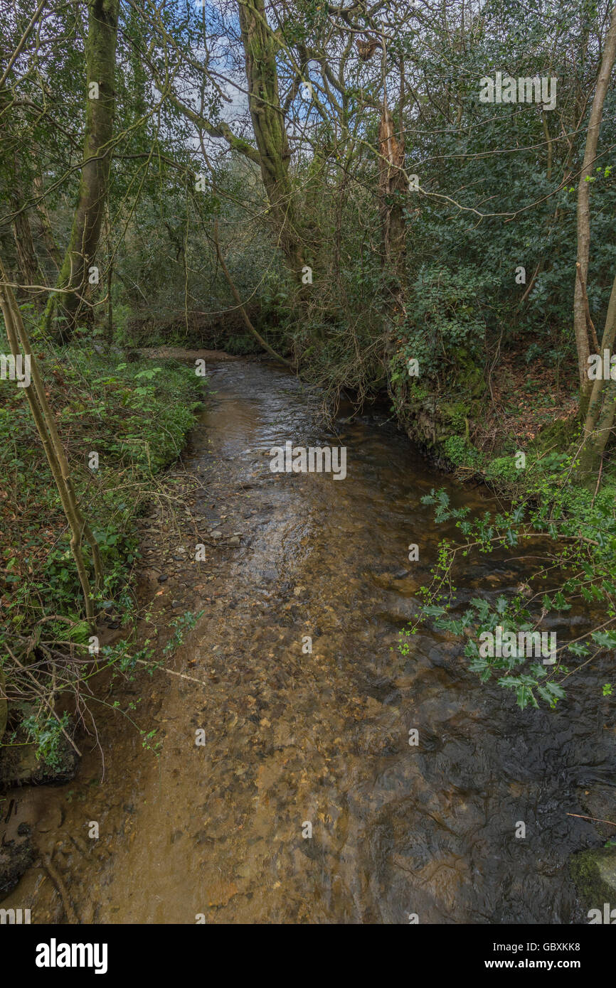 Klarer Bach in Lostwihiel, Mitte Cornwall. Süßwasserbach, Wasserquelle. Wasser als Rohstoff, Wasserpreis, Wasserhandelsmarkt. Stockfoto