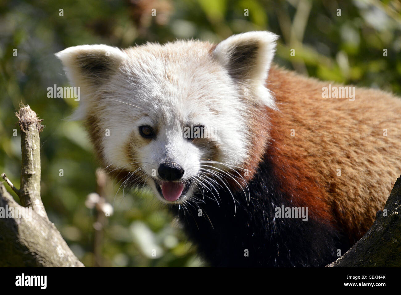 Porträt von Red Panda (Ailurus Fulgens) Stockfoto