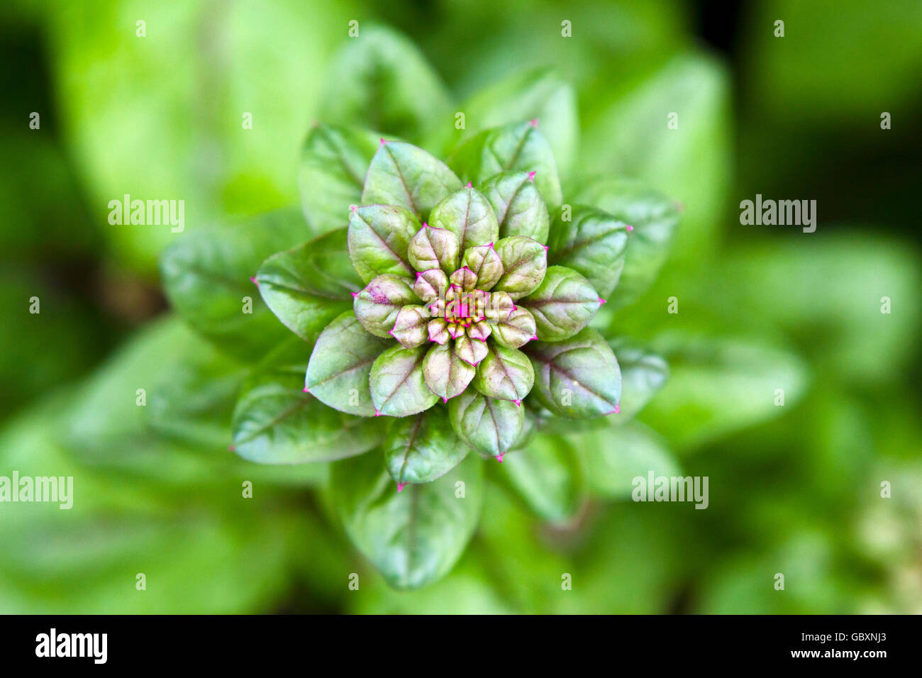 Spinat Pflanze Stockfotos und bilder Kaufen Alamy