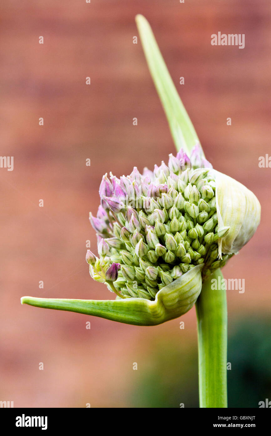 Elefant-Knoblauch (Allium Ampeloprasum) Stockfoto