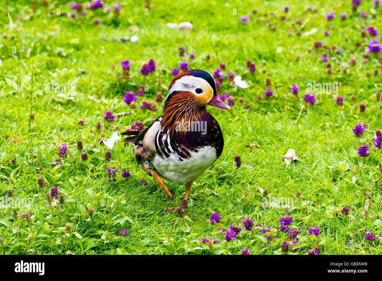 Männliche Mandarinente (Aix Galericulata) Stockfoto