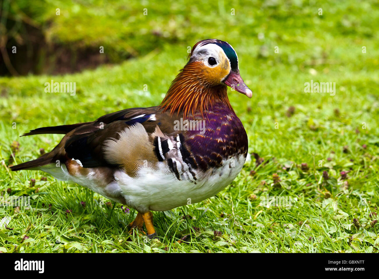 Männliche Mandarinente (Aix Galericulata) Stockfoto