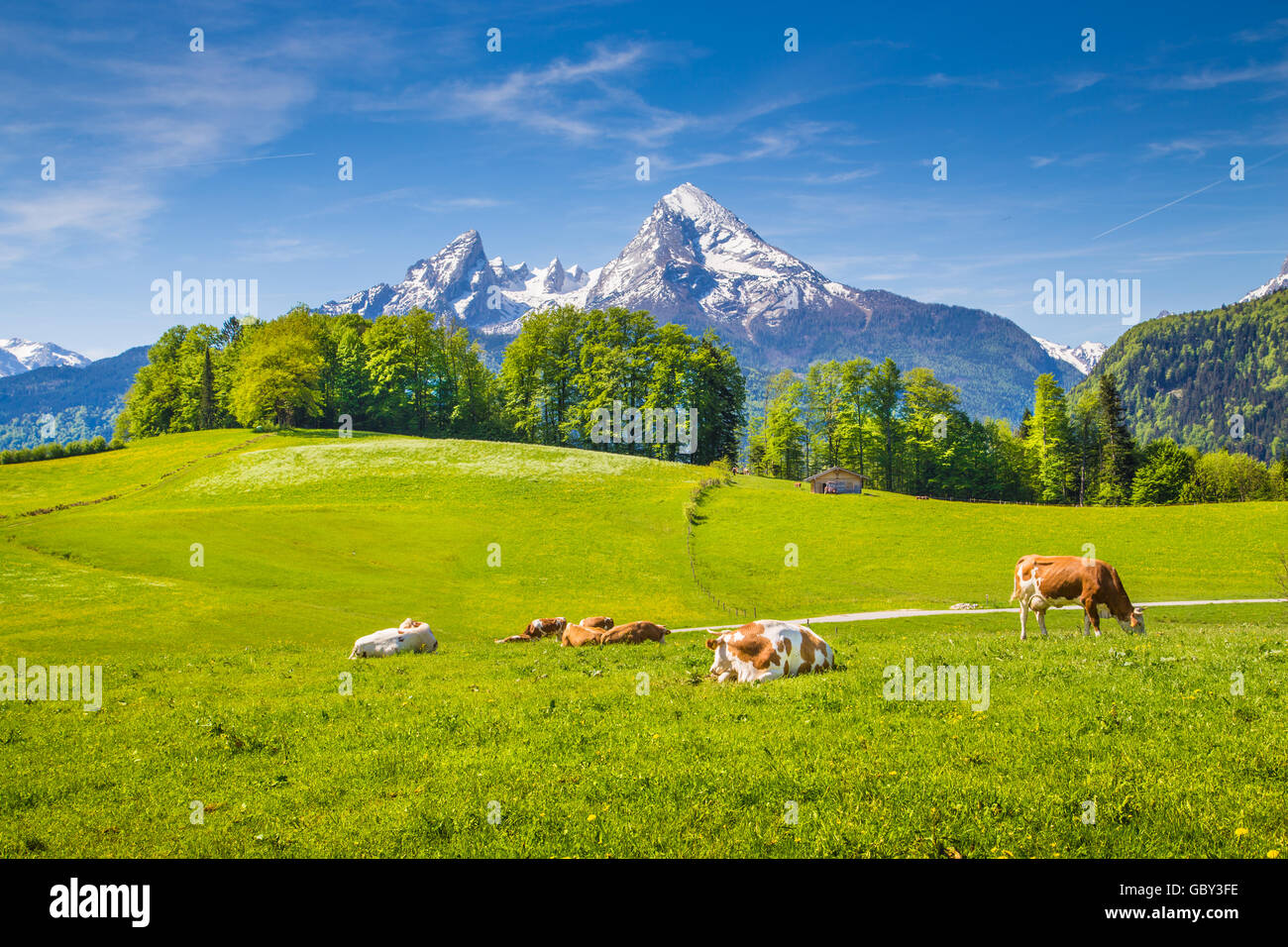 Idyllischer Landschaft in den Alpen mit auf frischen grünen Berg grasende Kühe weiden mit schneebedeckten Berggipfeln im Hintergrund Stockfoto