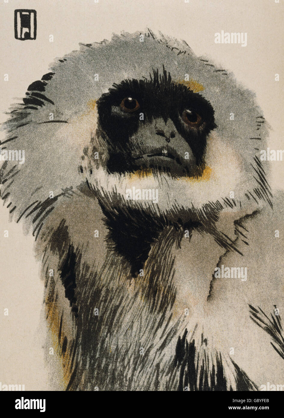 zoologie, Eichhörnchen-Affe, Illustration auf Werbeplakat für den Tiergarten Hellabrunn, München, gemalt im Stil Hohlweins, um 1910, Additional-Rights-Clearences-not available Stockfoto