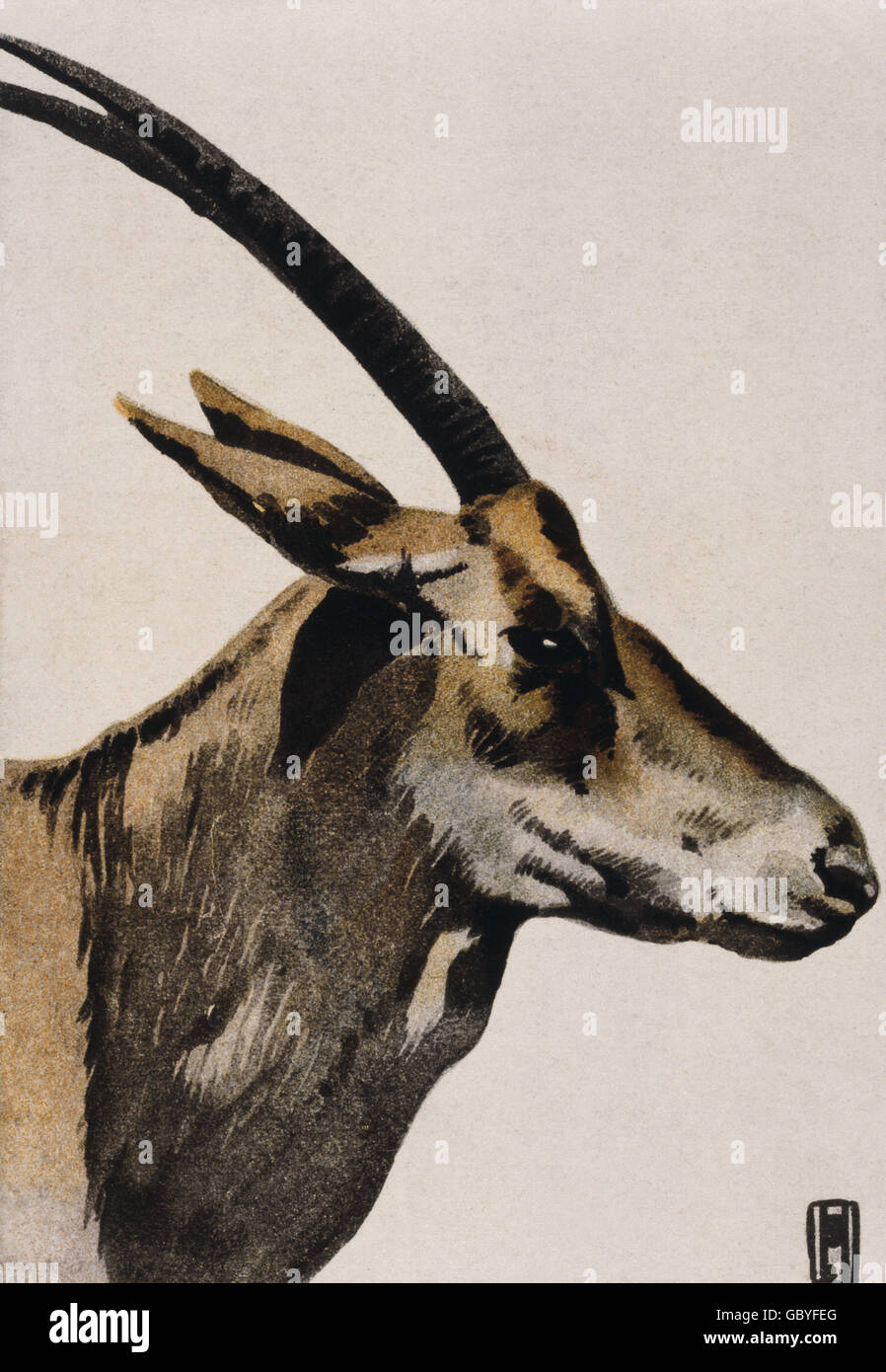 zoologie, Antilope, Illustration auf Werbeplakat für den Tiergarten Hellabrunn, München, gemalt im Stil Hohlweins, um 1910, Zusatz-Rechteklärung-nicht vorhanden Stockfoto