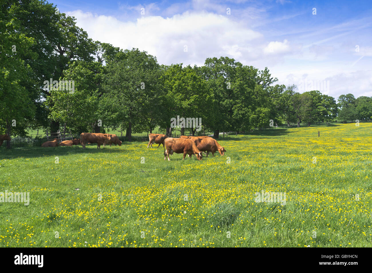 dh COTSWOLDS GLOUCESTERSHIRE Pedigree Rind Beweidung in Buttercup Feld Sommer Butterblumen Kühe Gras england großbritannien Stockfoto