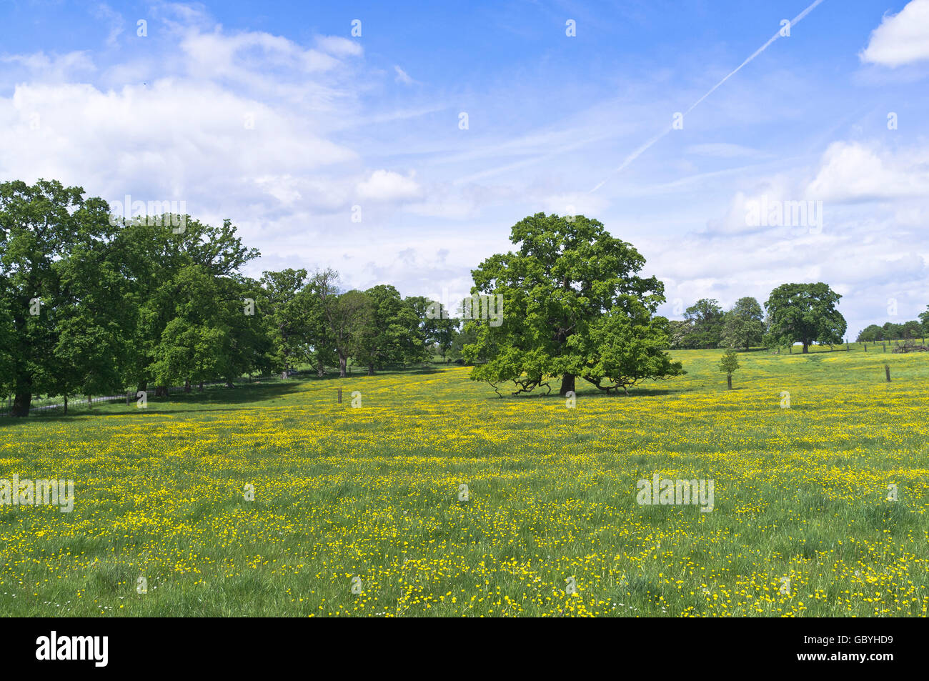 dh COTSWOLDS GLOUCESTERSHIRE Eichen in Butterblume Feld Landschaft Wiese Der Frühling Butterblumen Blume schönen england britischen Landschaftbaum Stockfoto