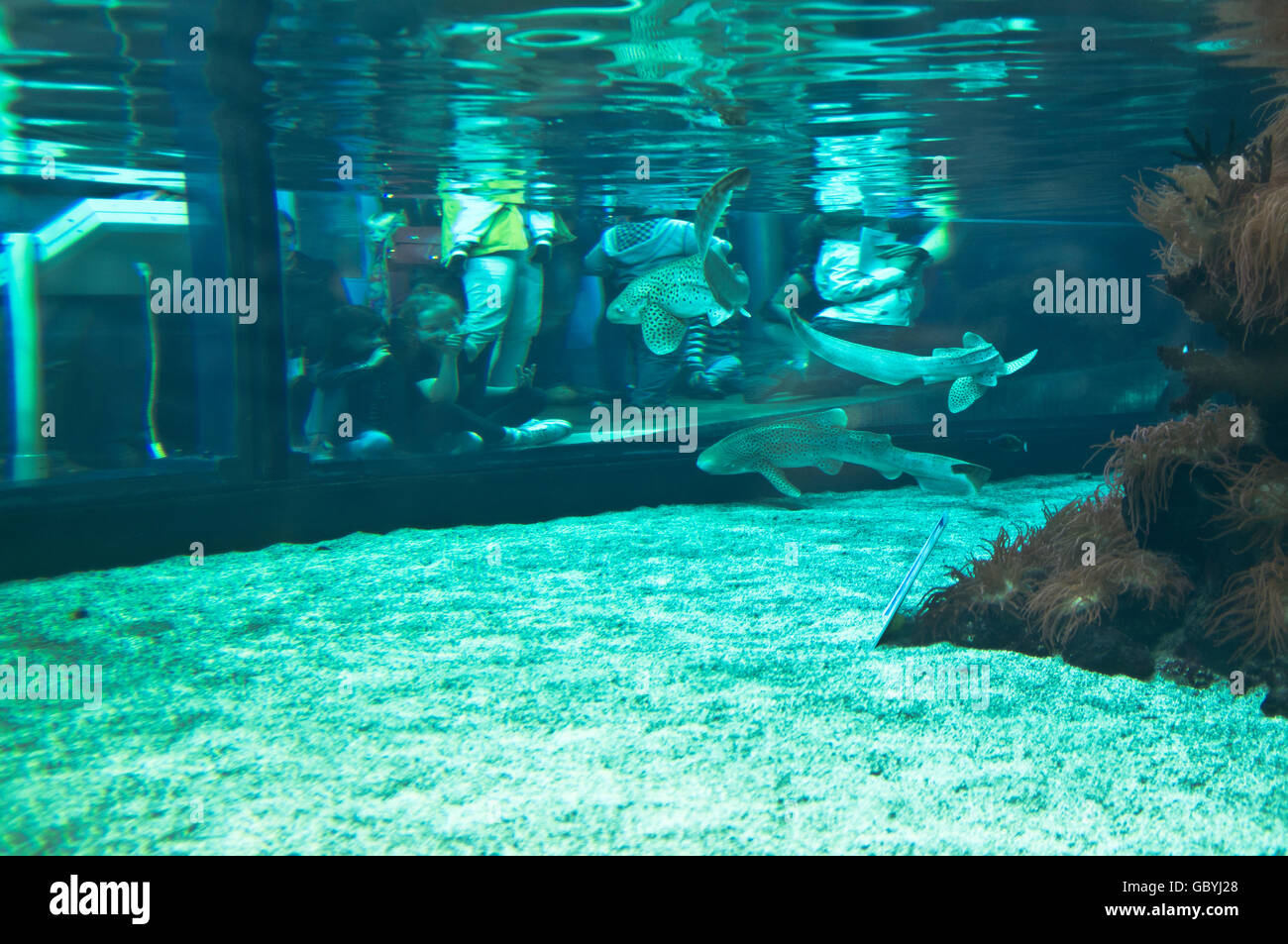 Dh die Tiefe aquarium RUMPF YORKSHIRE Kinder beobachten Haie in Glas Aquarium shark Stockfoto