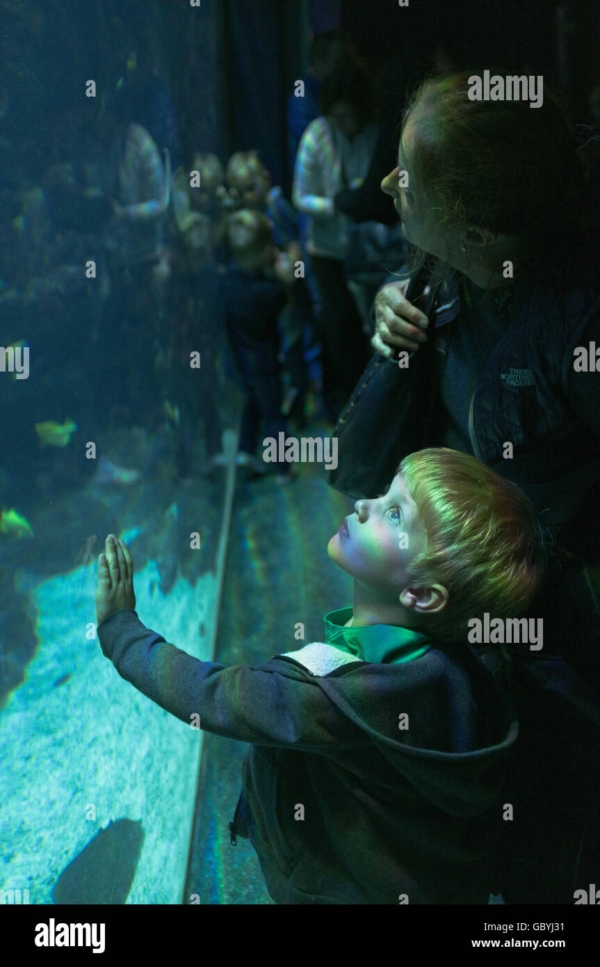 dh The Deep Aquarium Rumpf YORKSHIRE Boy und Gran Blick in Glas-Aquarium Stockfoto