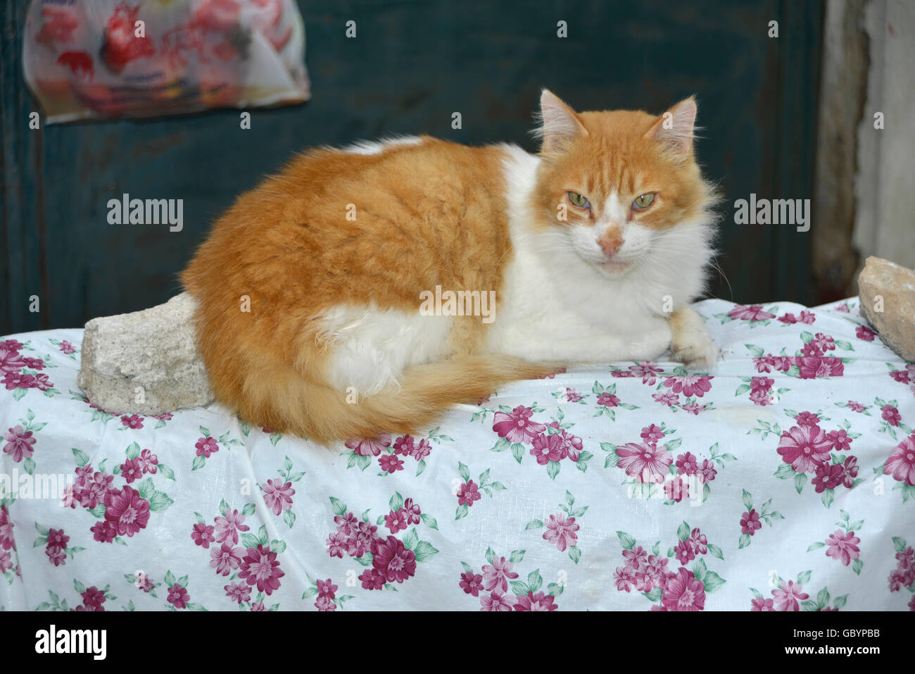 Typisches griechisches Dorf mit griechischen Katze auf einem Bett Stockfoto