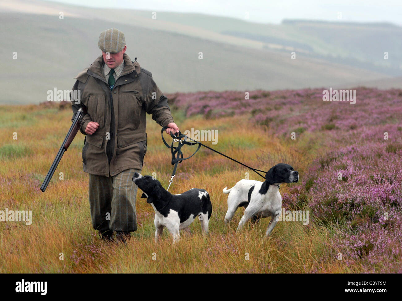 Ian Elliot, Grouse Keeper bei Horseupcleugh und Blindenhunde, auf dem Heidemoor in Berwickshire auf der Suche nach Rothuhn vor der glorreichen 12. Saison für die Huhnentauchauf Schottland. Die Moorhuhn-Schießerei ist nach Angaben der Moorland Association weitgehend dem Biss der Rezession entgangen. Stockfoto