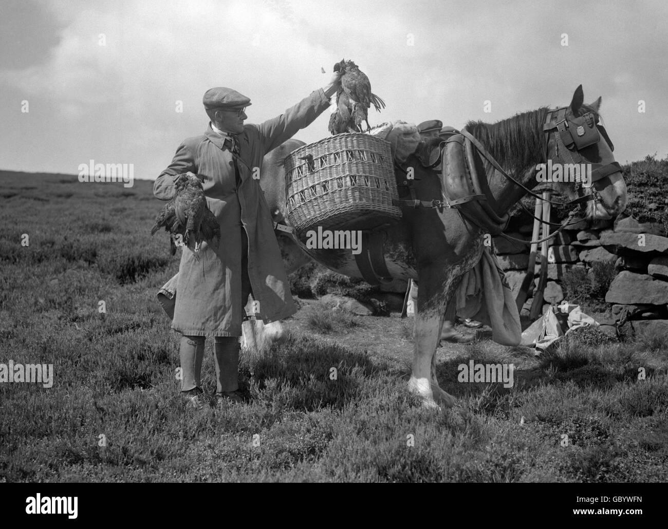 Die Fahrradtasche sammelt die Vögel von den Hintern, an dem Tag, an dem der Herzog von Devonshire eröffnet Birkhühner Schießsaison über der Bolton Abbey Moors, Yorkshire. Stockfoto