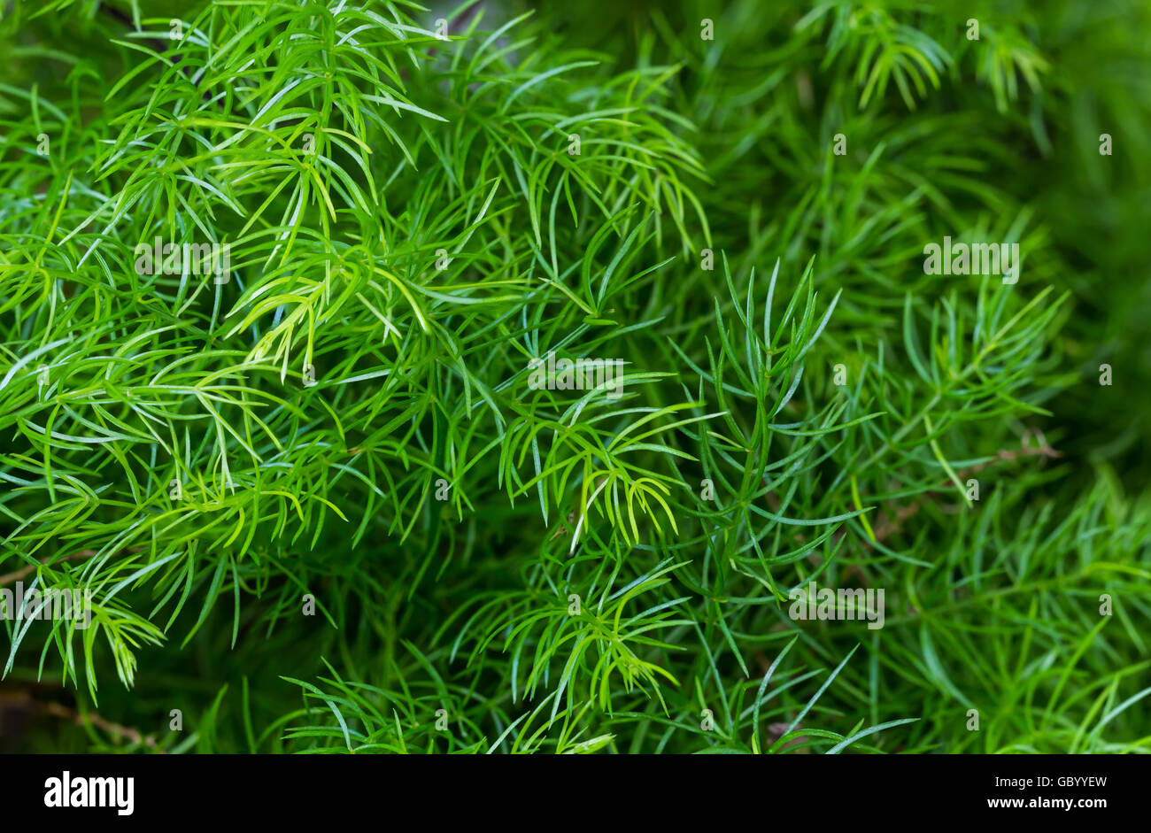 Grünes Blatt Natur Hintergrund der Spargel Farn Stockfoto