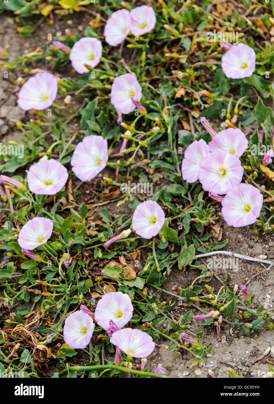 Feld Ackerwinde; Convolvulus Arvensis;  Morning Glory-Familie; Convolvulaceae; wächst auf zentralen Colorado Ranch; USA Stockfoto