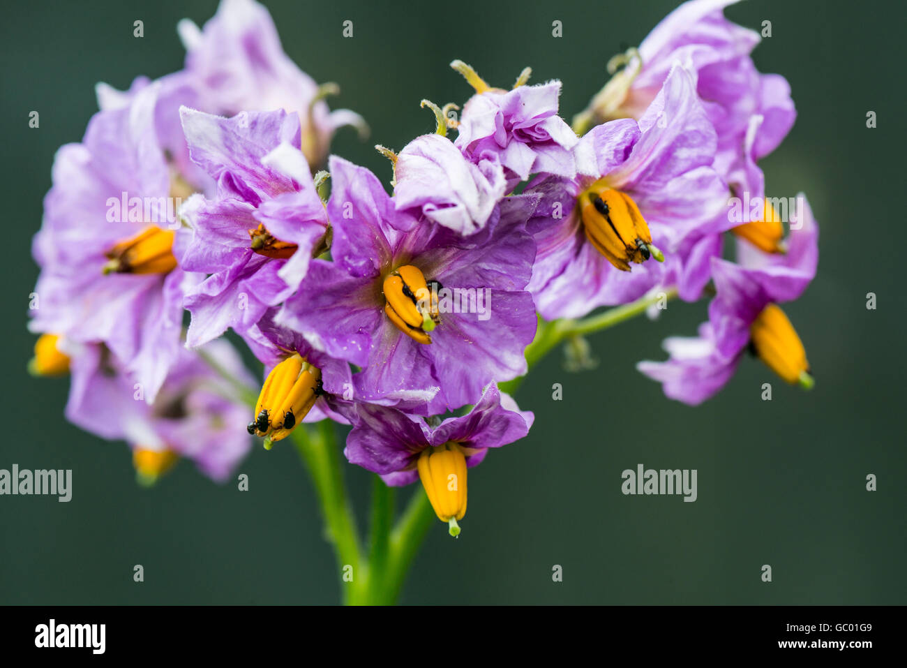 Die Blüten der Pflanze eine Kartoffel (Solanum tuberosum) Stockfoto