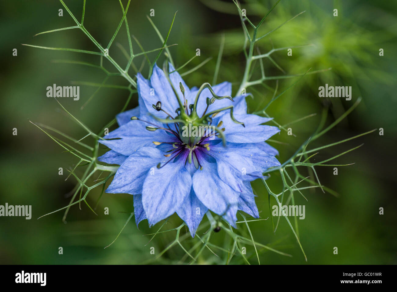 Eine Nahaufnahme der Blüte einer Liebe-in-a-Mist (Nigella damascena) Stockfoto