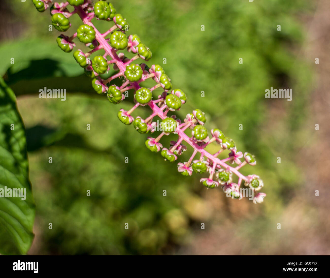 Phytolacca americana Stockfoto