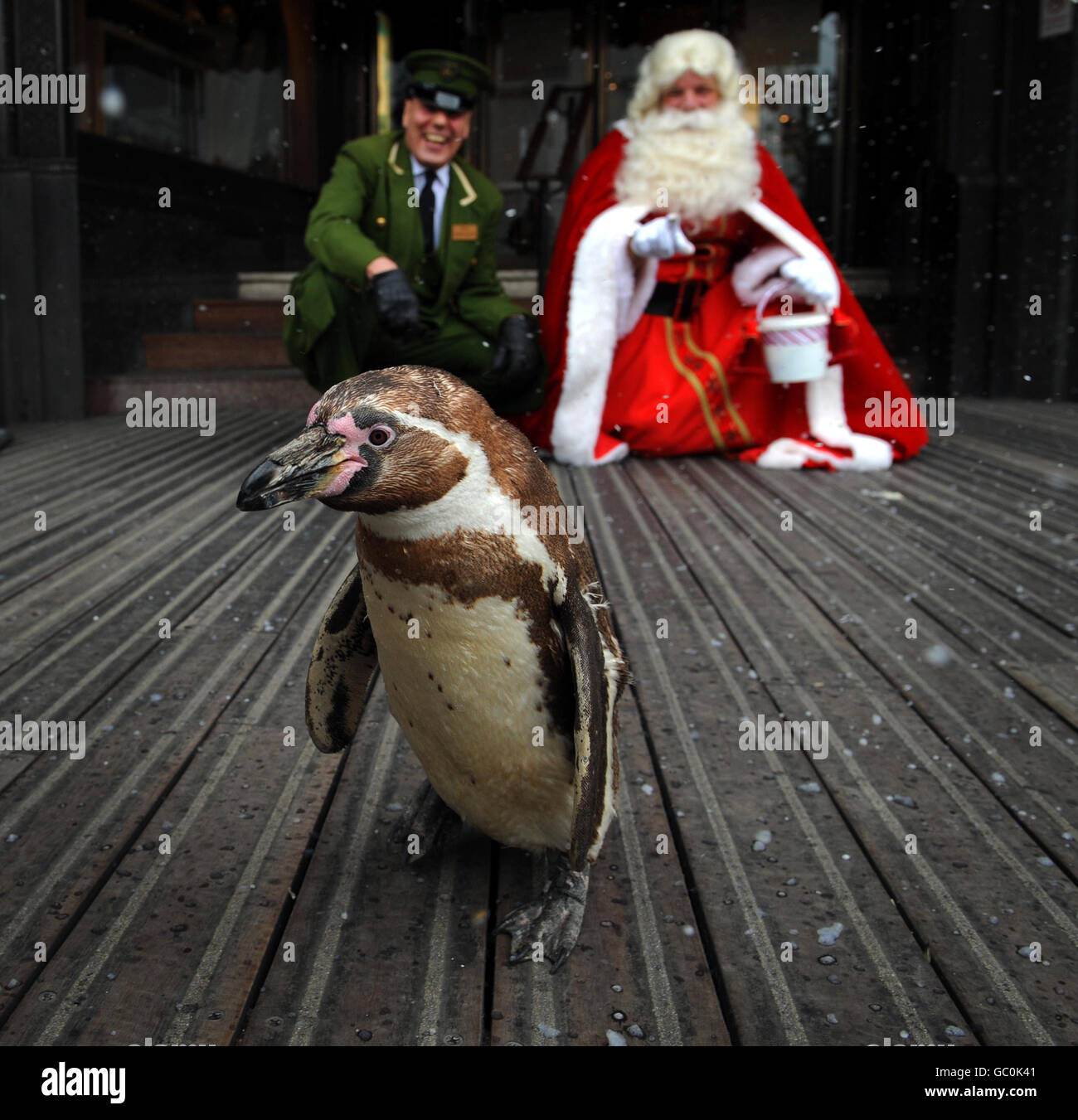 Ein Humboldt-Pinguin zieht im Harrod's, London, ein Publikum an, begrüßt von 'Santa Claus' und einem Portier von Harrod zur Eröffnung der Weihnachtswelt des Kaufhauses in Knightsbridge. Stockfoto