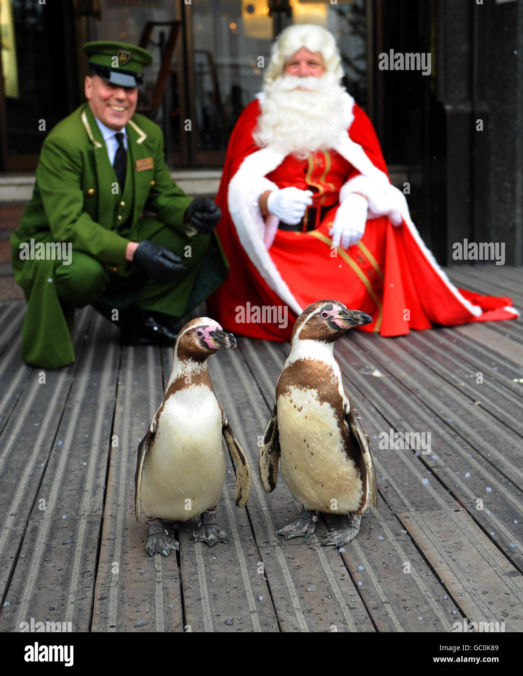 Ein Paar Humboldt-Pinguine locken im Harrod's, London, ein Publikum an, wo sie anlässlich der Eröffnung der Weihnachtswelt des Kaufhauses in Knightsbridge von 'Santa Claus' und einem Portier von Harrod begrüßt wurden. Stockfoto