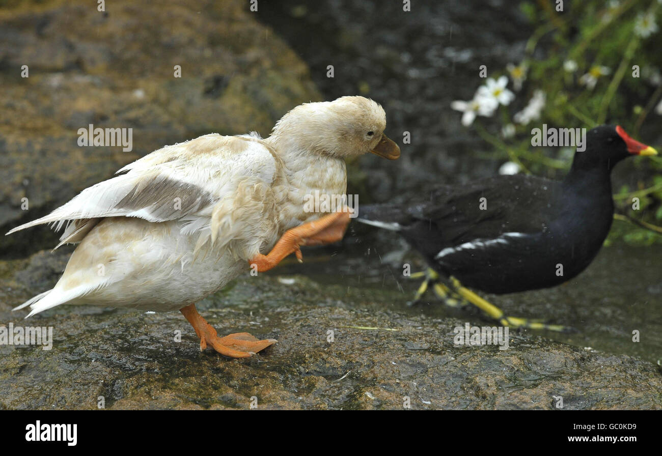 Hausenten schütteln den Regen in den Bristol Zoo Gardens, Bristol, an einem regnerischen Augusttag ab. Stockfoto