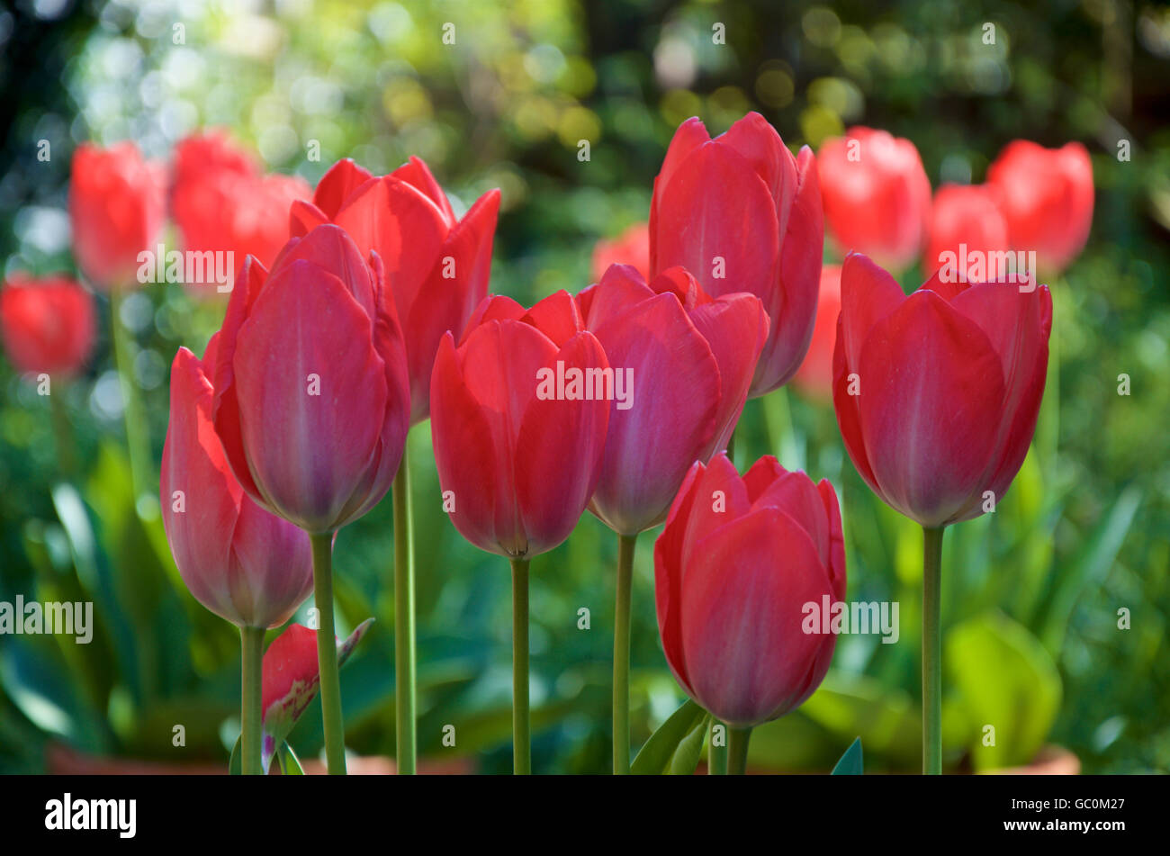 Eindruck von roten Tulpen in Blüte Stockfoto