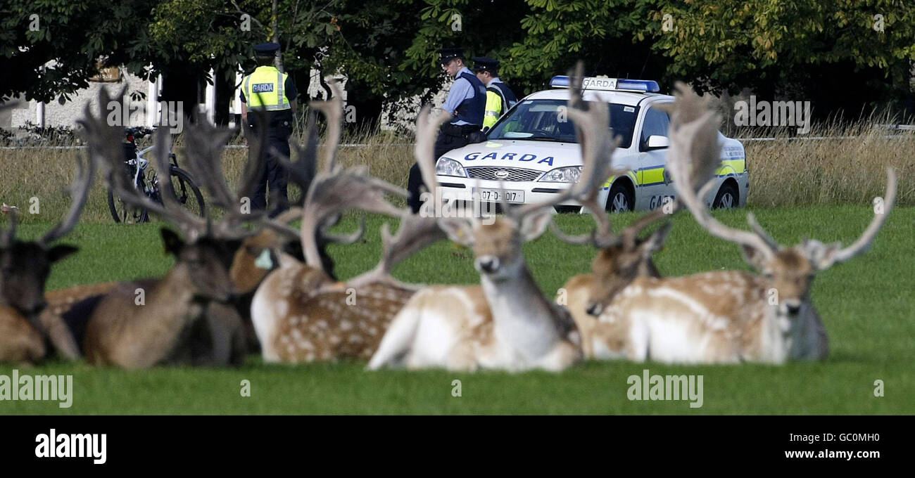 Eine Gruppe von Brachhirten rast auf Fußballfeldern in der Nähe des Gebiets, in dem gestern Abend im Gebiet der Military Road im Phoenix Park in Dublin eine Leiche einer Frau gefunden wurde. Stockfoto