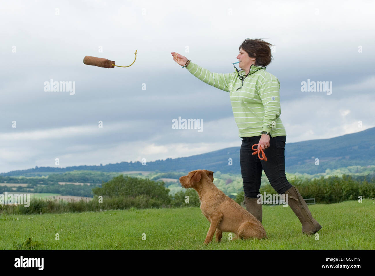 Jagdhund Retriever Training mit einem dumy Stockfoto