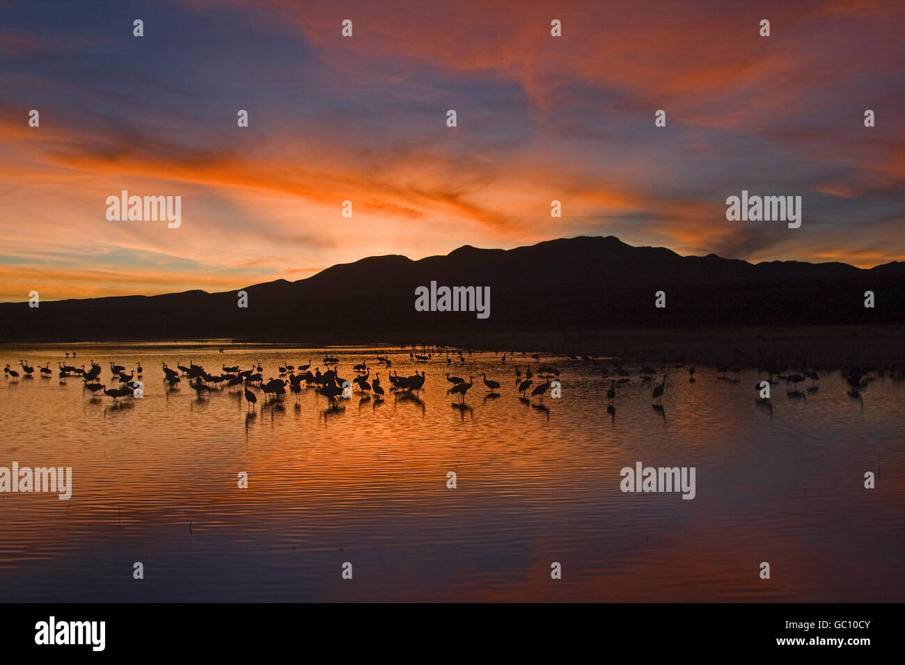 Sandhill Kran - Grus canadensis Stockfoto