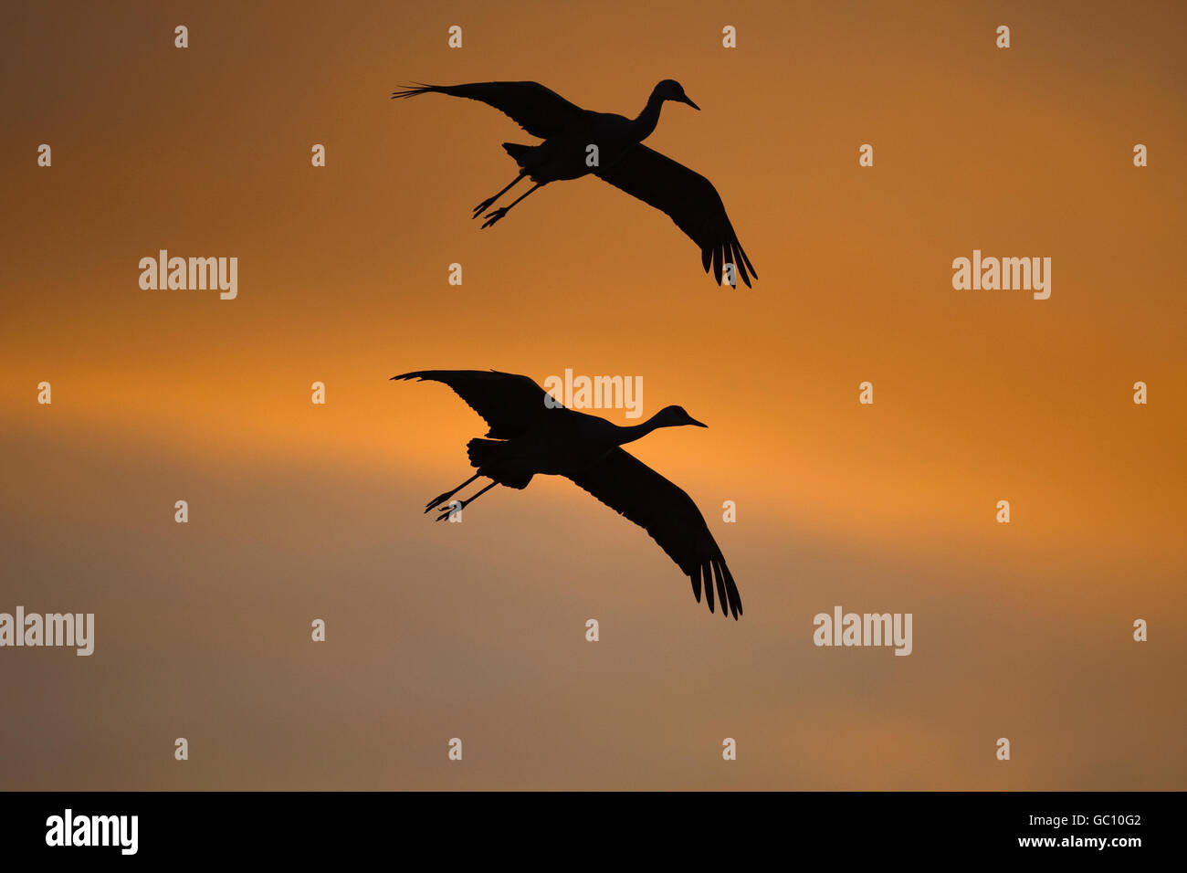 Sandhill Kran - Grus canadensis Stockfoto