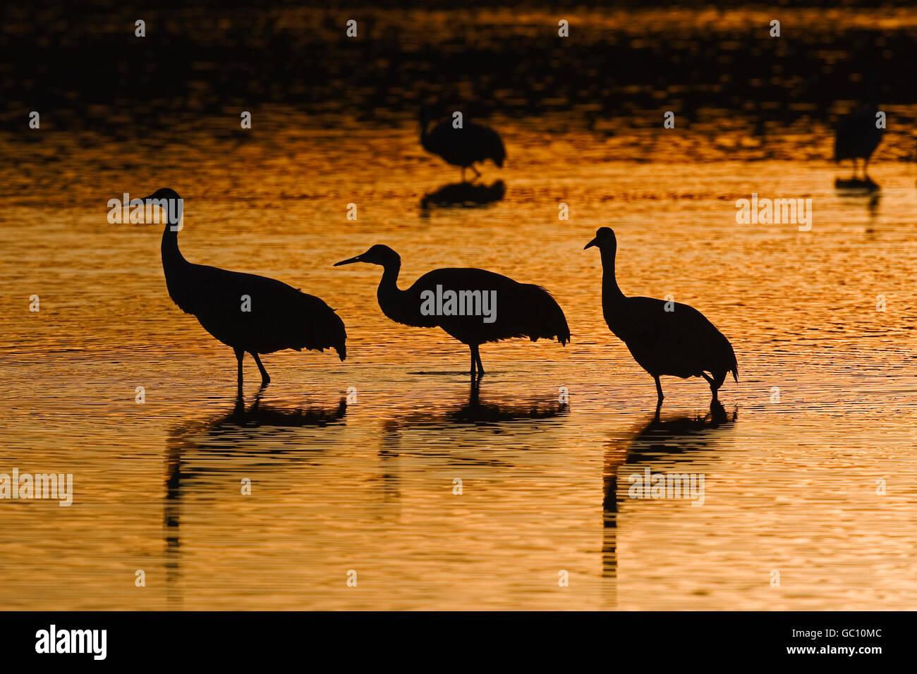 Sandhill Kran - Grus canadensis Stockfoto