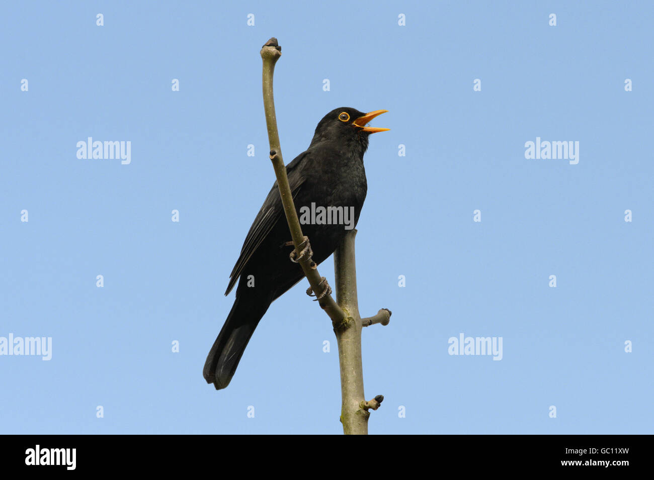 Amsel - Turdus Merula - männlich Stockfoto