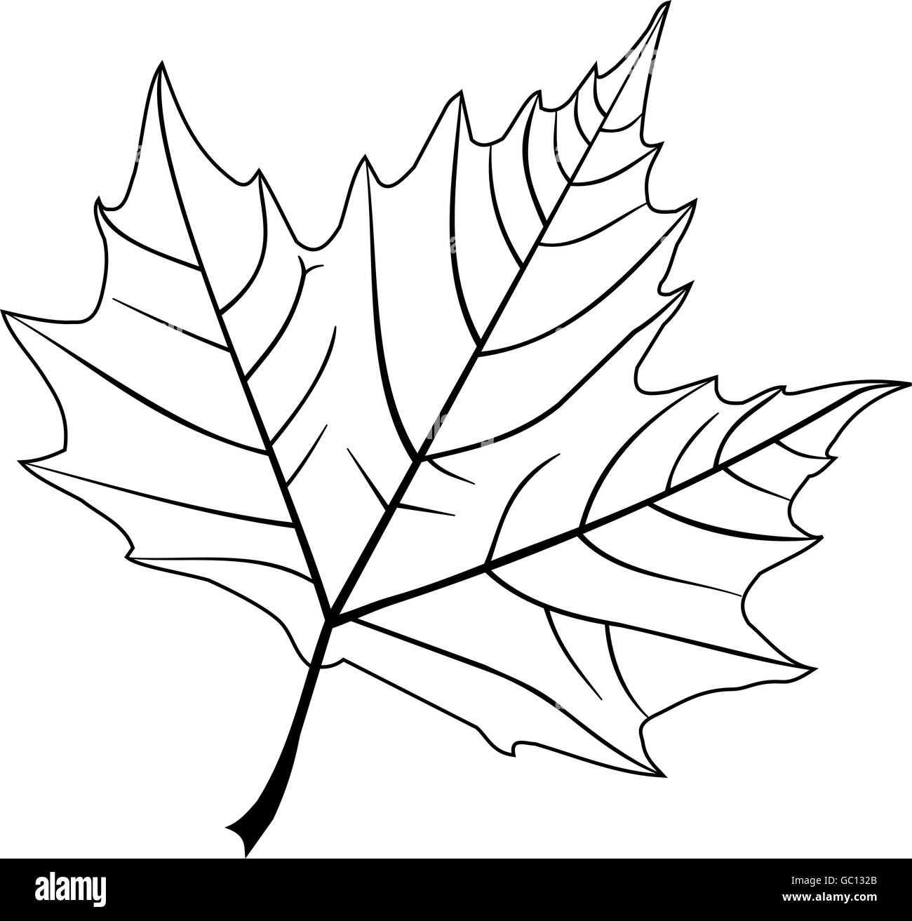 Ahorn,(Platanus acerifolia), Vektor, isolierte Ahorn Blatt, Stock Vektor
