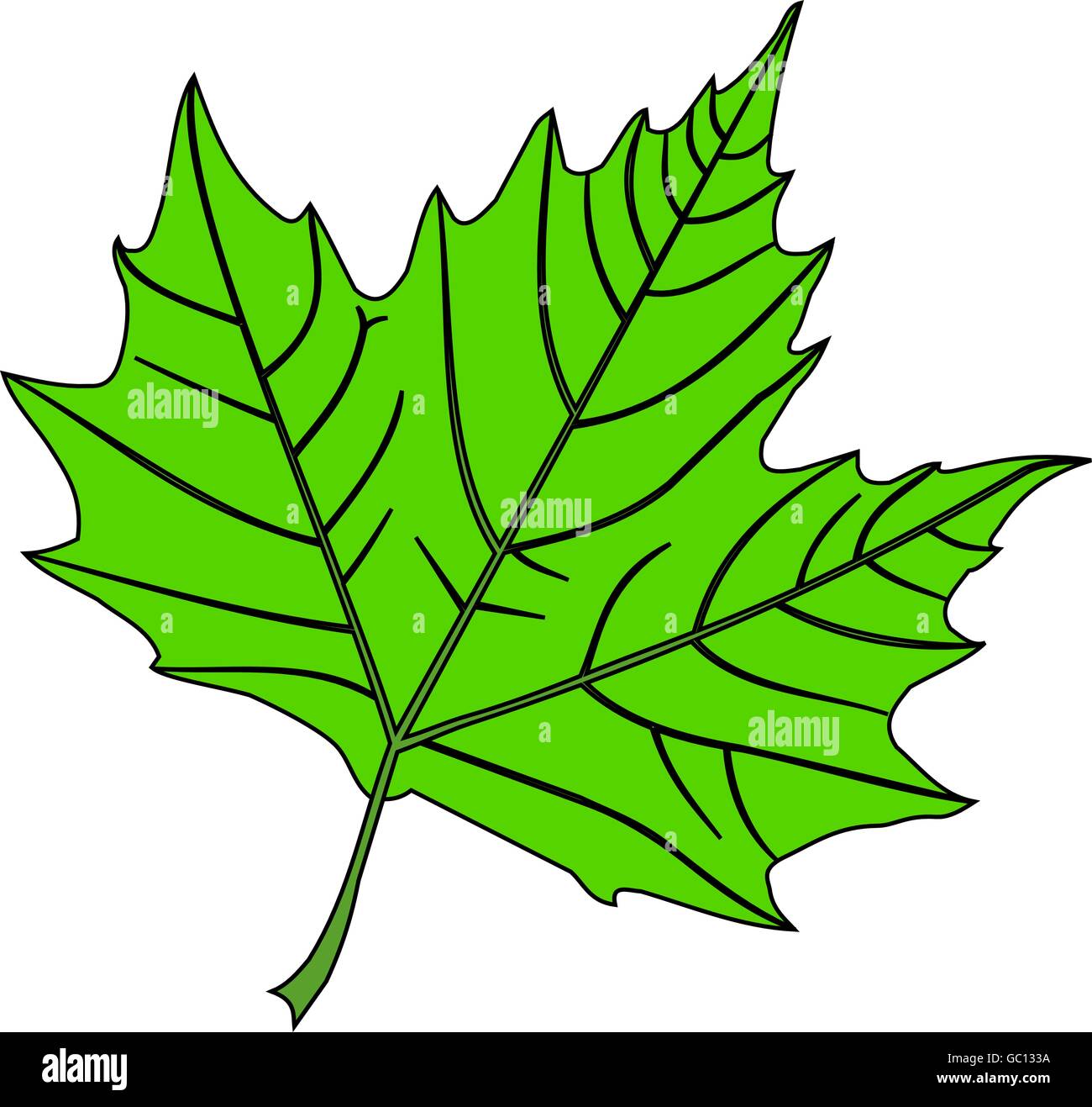 Ahorn,(Platanus acerifolia), Vektor, isolierte Ahorn Blatt, Stock Vektor