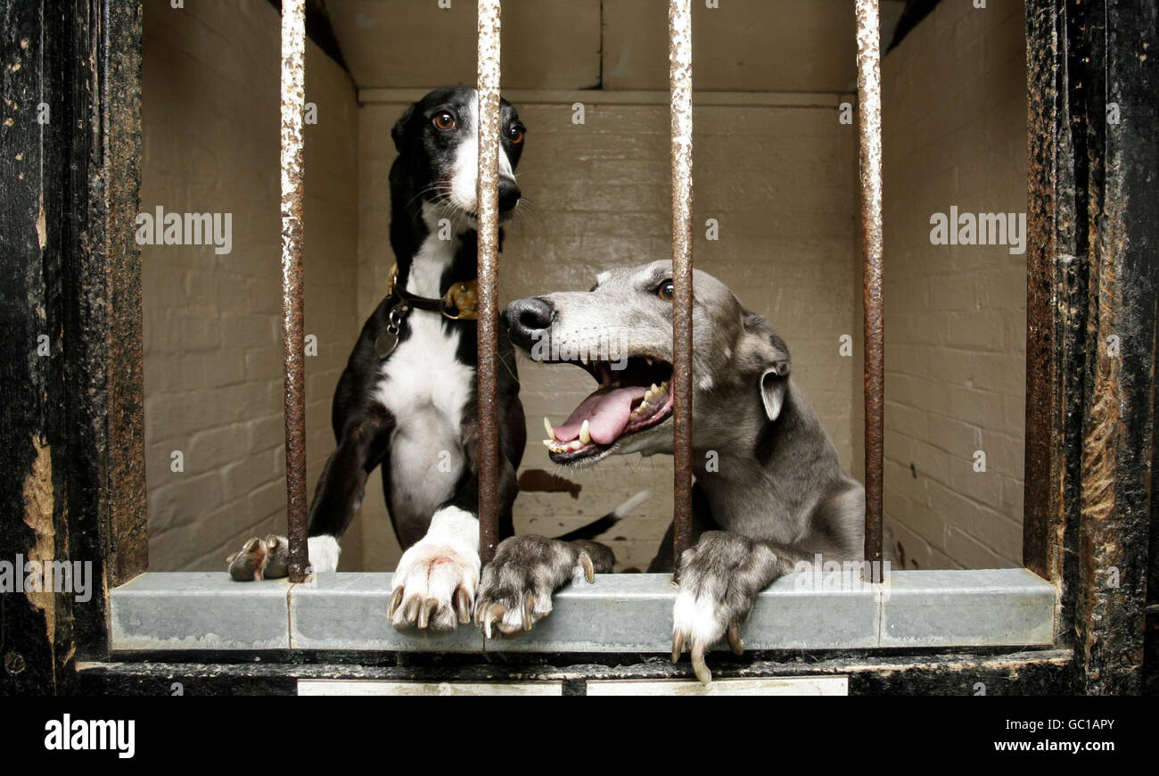 Greyhounds Mund Stockfotos Greyhounds Mund Bilder Alamy