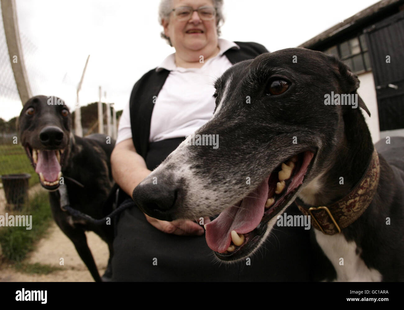 Greyhounds Mund Stockfotos Greyhounds Mund Bilder Alamy