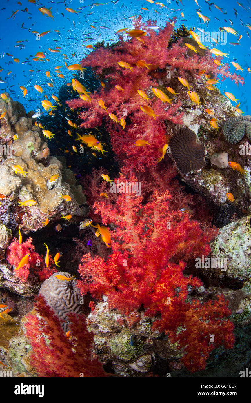 Weiche Koralle, harte Korallenriff. Fisch, Unterwasserlandschaft. Stockfoto
