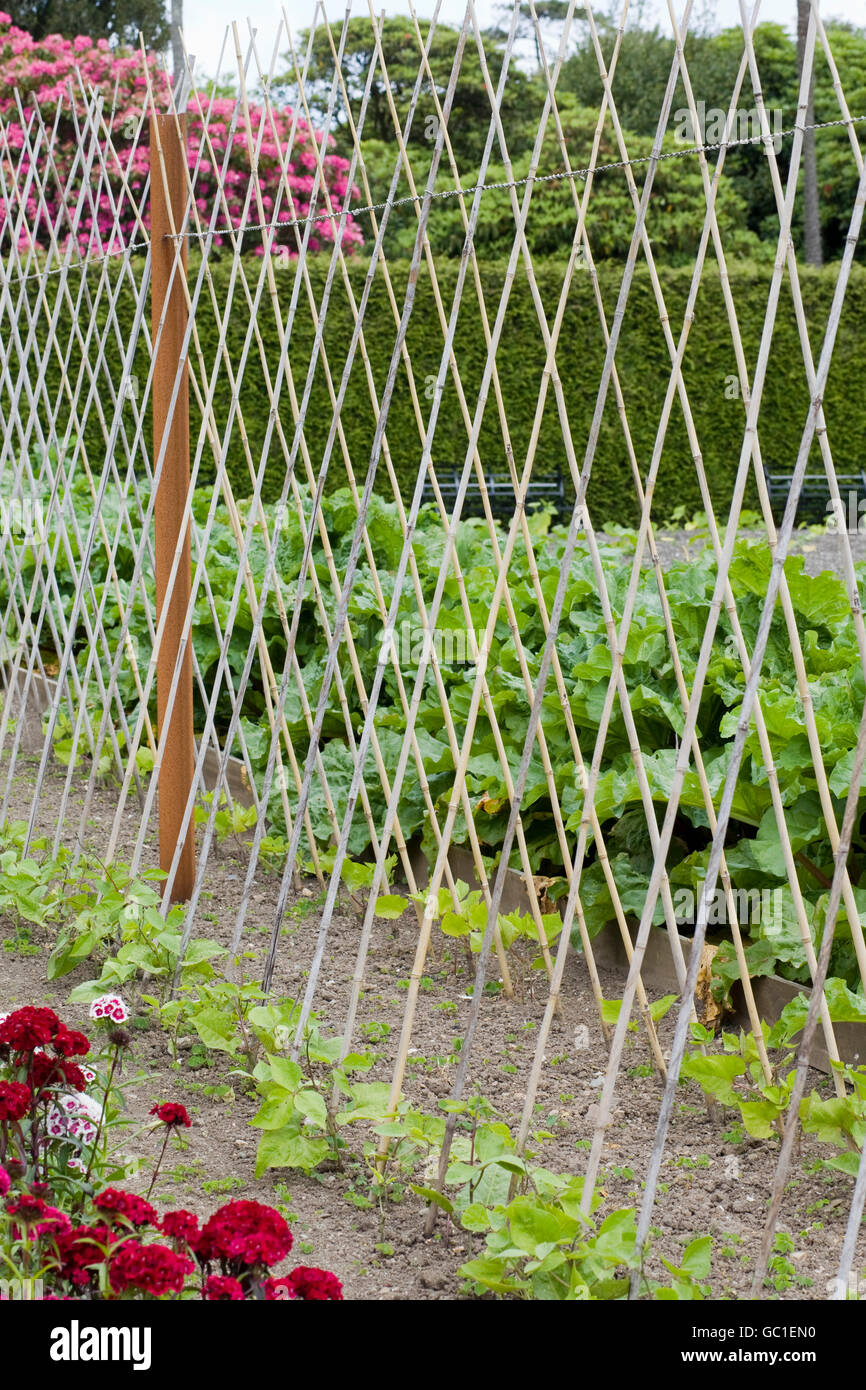 Sämlinge auf Bambus wächst Stockfoto