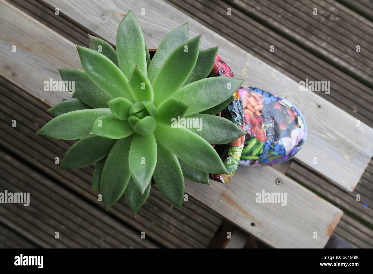 Kaktus in ein Merry Stiefel Stockfoto