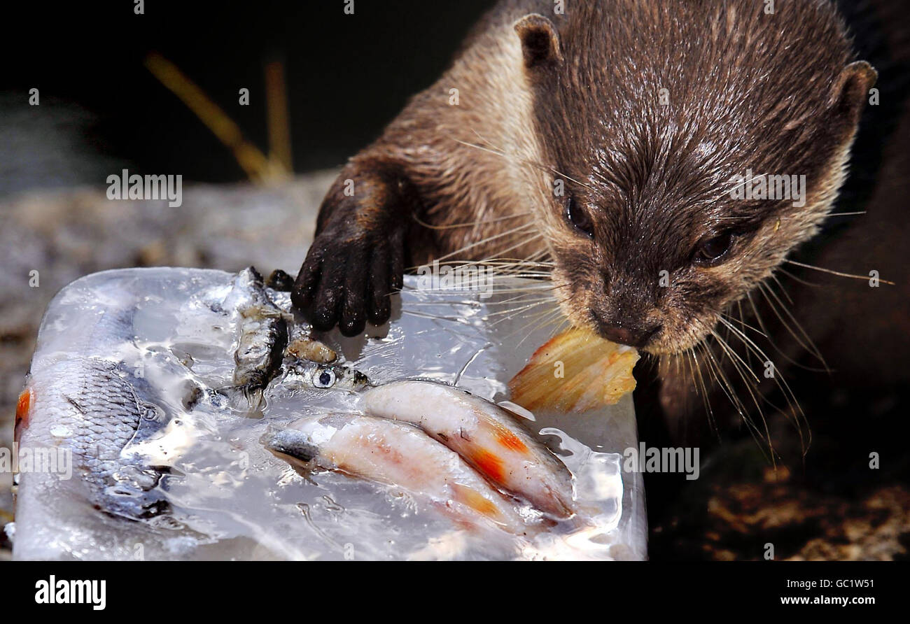 Während die Hitzewelle in London beginnt, hält sich ein Otter mit einem gefrorenen Fischeis im Battersea Park Children's Zoo kühl. Stockfoto